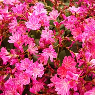 Lewisia Safira Coral ® - Leaderplant