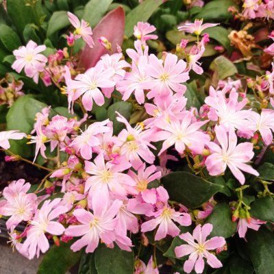 Lewisia Safira Pink ® - Leaderplant