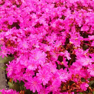 Lewisia Safira Violet ® - Leaderplant