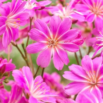 Lewisia Safira Violet ® - Leaderplant
