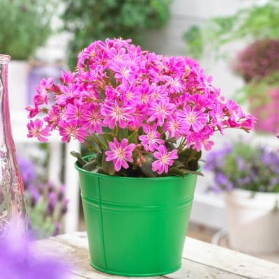 Lewisia Safira Violet ® - Leaderplant