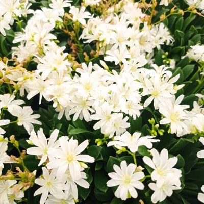 Lewisia Safira White ® - Leaderplant