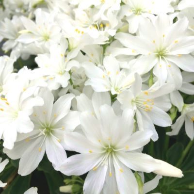 Lewisia Safira White ® - Leaderplant