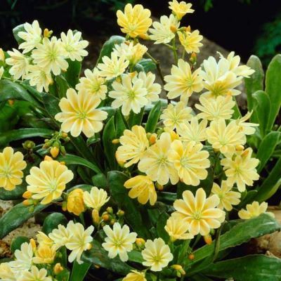 Lewisia Safira Yellow ® - Leaderplant