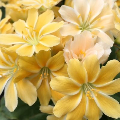 Lewisia Safira Yellow ® - Leaderplant