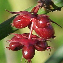 Arbre à faisans (Leycesteria) - Leaderplant