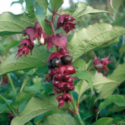 Arbre à faisans (Leycesteria) - Leaderplant