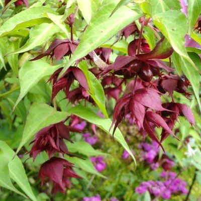 Arbre à faisans (Leycesteria) - Leaderplant