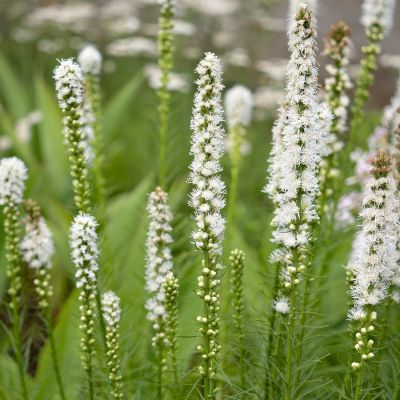 Liatride Floristan White  - Leaderplant