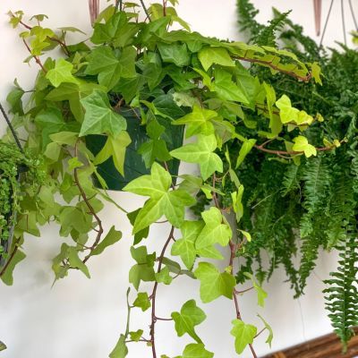 Lierre d'Alger - Leaderplant