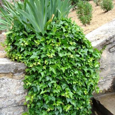 Lierre commun - Leaderplant