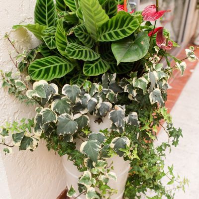 Lierre de Colchide panaché - Leaderplant