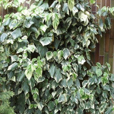 Lierre de Colchide panaché - Leaderplant
