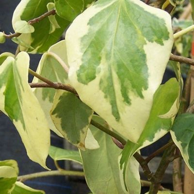 Lierre de Colchide panaché - Leaderplant