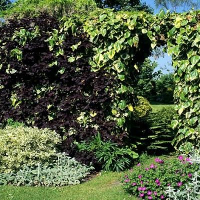 Lierre de Colchide panaché - Leaderplant