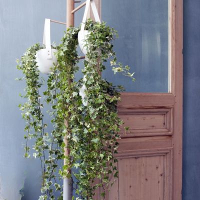 Lierre Glacier - Leaderplant