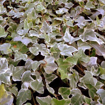 Lierre Glacier - Leaderplant