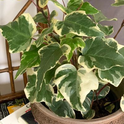 Lierre Gloire de Marengo - Leaderplant