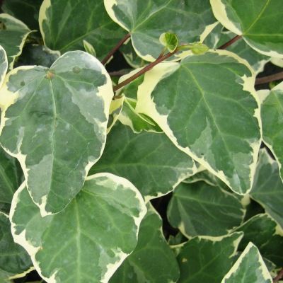 Lierre Gloire de Marengo - Leaderplant