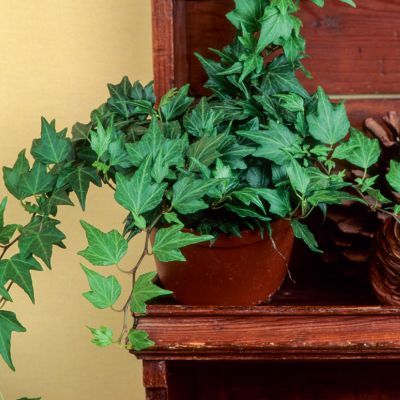 Lierre Green Ripple - Leaderplant