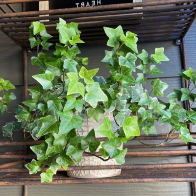 Lierre d'Irlande - Leaderplant