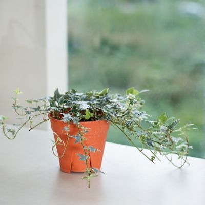 Lierre panaché Mint Kolibri - Leaderplant