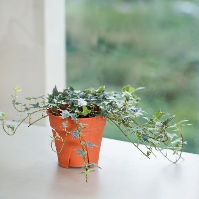 DESTOCKAGE Lierre panaché Mint Kolibri - Leaderplant