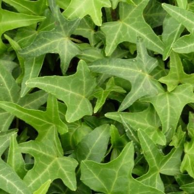 Lierre sagitifolié - Leaderplant