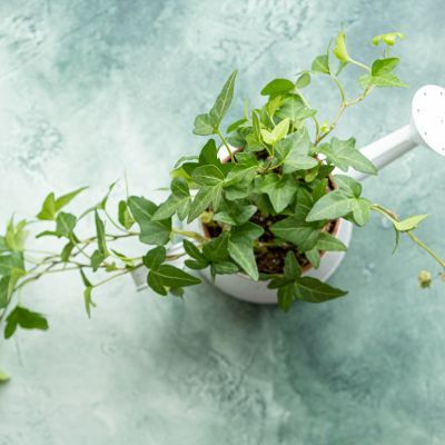 Lierre sagitifolié - Leaderplant
