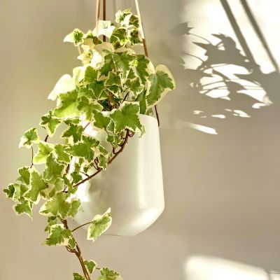 Lierre Yellow Ripple ® - Leaderplant