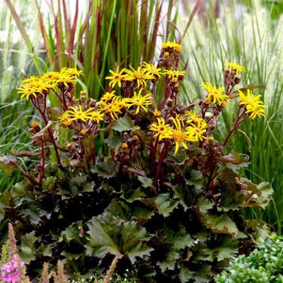 Ligularia Little Golden Ray - Leaderplant