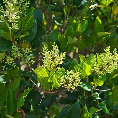 Troène du Japon - Leaderplant