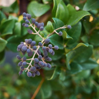 Troène du Japon - Leaderplant