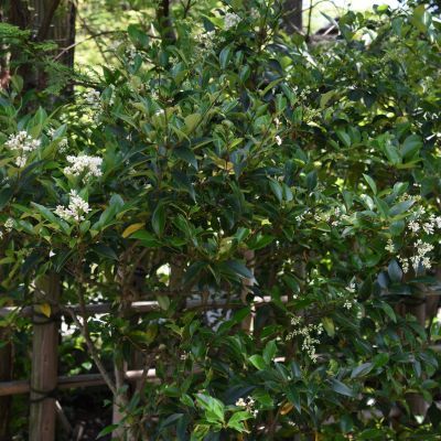 Troène du Japon - Leaderplant