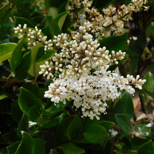 Troène du Japon Texanum en mini-motte  - Leaderplant