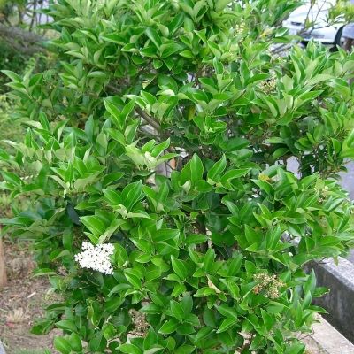 Troène luisant - Leaderplant