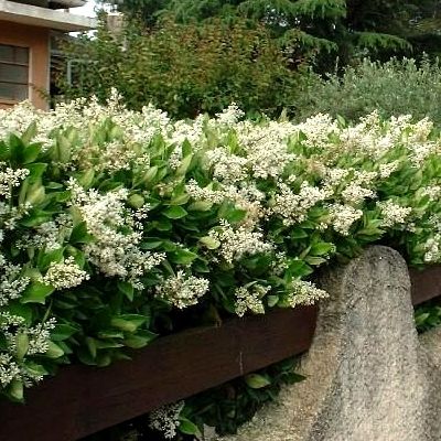 Troène luisant - Leaderplant