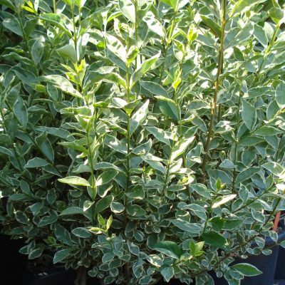 Troene de Californie argenté-troène-troëne - Leaderplant