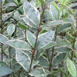 Troene de Californie argenté-troène-troëne - Leaderplant