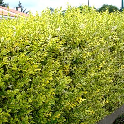 Troene de Californie doré - troène-troëne - Leaderplant