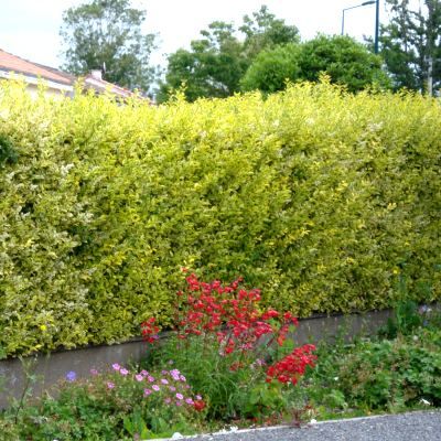 Troene de Californie doré - troène-troëne - Leaderplant