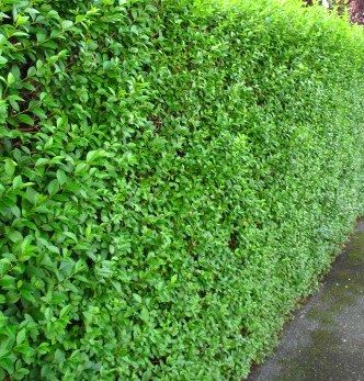 DESTOCKAGE Troene-Troène vert-Troëne de Californie - Leaderplant