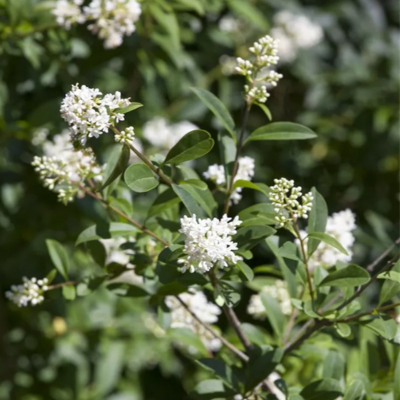 Troène commun Atrovirens - Leaderplant