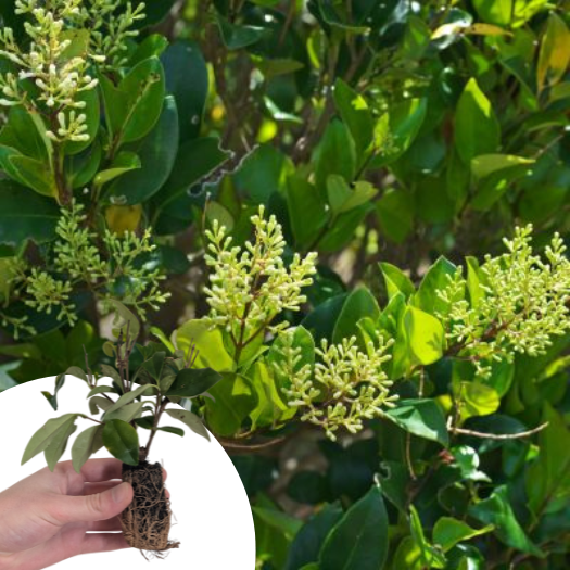 Troène du Japon Texanum en mini-motte  - Leaderplant