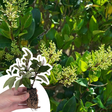 Troène du Japon Texanum en mini-motte  - Leaderplant