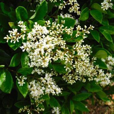 Troene du Japon Green Century ® - Leaderplant