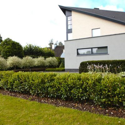 Troene du Japon Green Century ® - Leaderplant