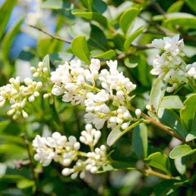 Troene du Japon Green Century ® - Leaderplant