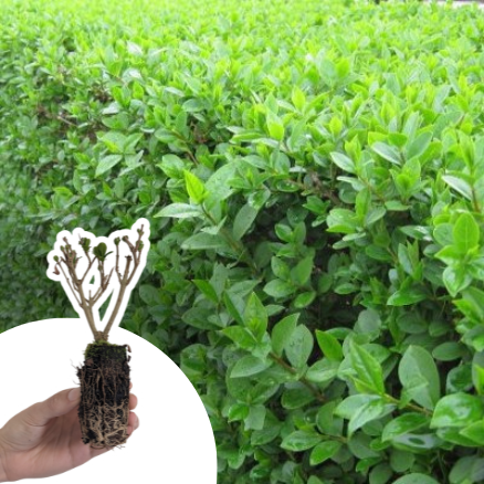 Troene-Troène vert-Troëne de Californie en mini-motte - Leaderplant