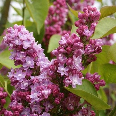 Lilas 'Belle de Nancy' - Leaderplant
